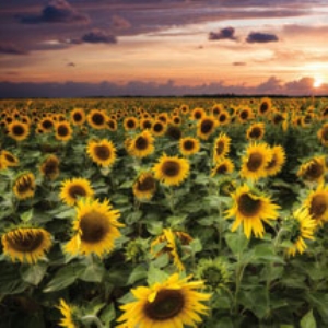 Sunflowers At Sunset Card